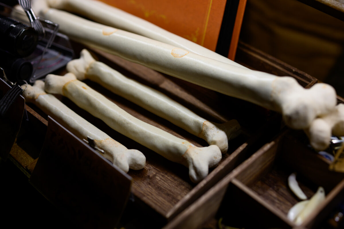 星降る森の魔法市公式サイト