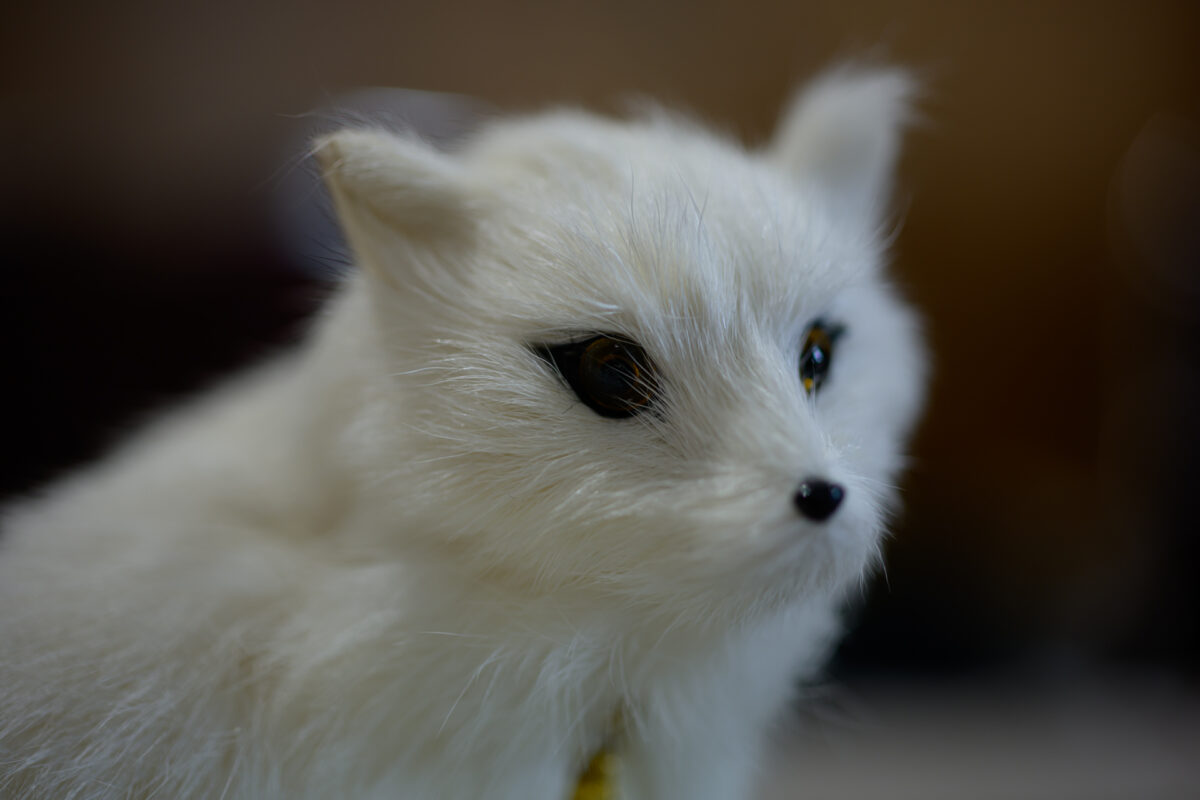 星降る森の魔法市公式サイト